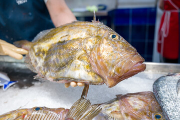 Saint-Pierre Seafish, Zeus Faber, John Dory, Pez de San Pedro, fisher holding