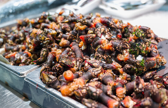 Fresh Goose neck barnacles or Galician barnacles (Pollicipes pollicipes) - known in Spain as percebes