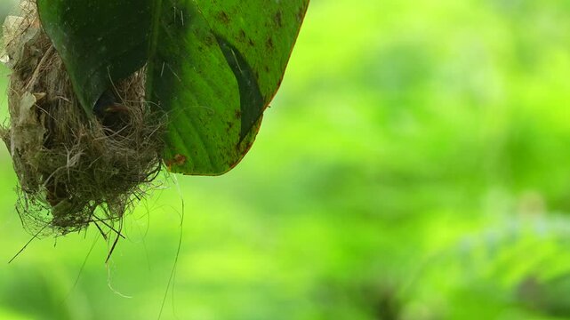 Little Spiderhunter's nest constructed and hanging from the underside of a banana leaf