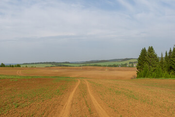 Fototapeta premium Dirt road winding through expansive agricultural fields, flanked by lush green trees, under a clear blue sky, showcasing the beauty of rural landscapes and nature's tranquility