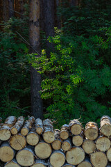 Stacked logs in a forest with vibrant green foliage in the background, showcasing natural textures...