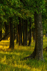 Lush green forest with tall trees casting shadows on the ground, sunlight filtering through the leaves, creating a serene and tranquil natural environment for relaxation and exploration