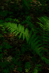 Lush green fern leaves gracefully unfurling in a shaded forest environment, surrounded by rich foliage and earthy textures, capturing the essence of nature's tranquility and beauty