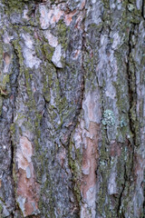 Close-up of rough, textured tree bark, reddish-brown and grey tones, showing deep fissures and cracks in the surface