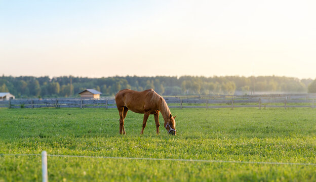 A golden sunset illuminates a horse grazing in a lush field with a forest in the background.