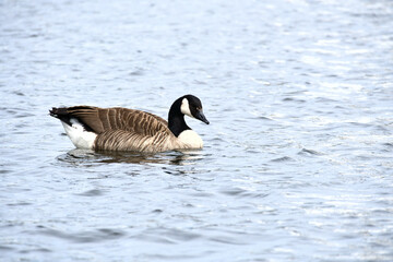 A Canada goose swims leisurely on calm water. A harmonious nature motif.
