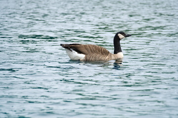 A Canada goose swims leisurely on calm water. A harmonious nature motif.
