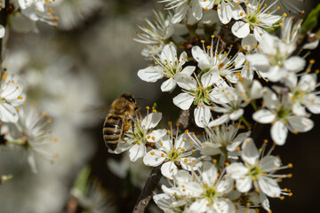Biene in einem blühenden Weißdornstrauch © Aloisia