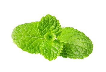 Fresh green mint leaves growing on transparent background