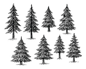 Hand-Drawn Evergreen Trees: A Collection of Elegant Pine Trees in a Sketch Style