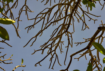 Plumeria flower plant under blue sky