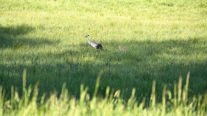 A crane family with young stands in a green field surrounded by tall grass.