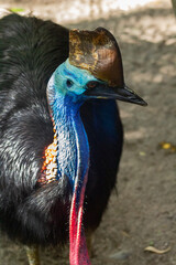 Naklejka premium Daintree Rainforest Southern Cassowary. Queensland, Australia. Up Portrait of a Cassowary – Rare Dinosaur-Like Bird . World’s Most Dangerous and Colorful Flightless Bird. New Guinea and Indonesia.