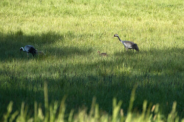 A crane family with young stands in a green field surrounded by tall grass.