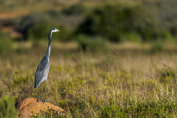 A black-headed heron (Ardea melanocephala) stands alert on a termite mound, scanning for prey in a...