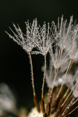 Tautropfen am L&ouml;wenzahn