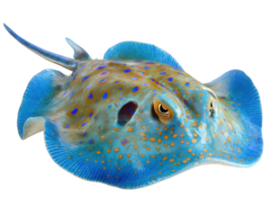 Blue spotted stingray tropical marine fish with vibrant blue spots isolated on transparency background aquatic animal ocean wildlife underwater exotic colorful peaceful