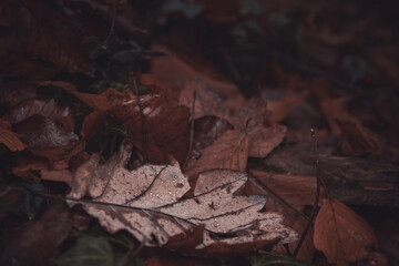Herbstlaub