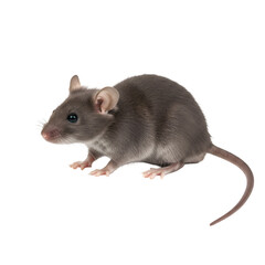 Isolated Gray Mouse Rodent with Furry Tail in a Transparent Background