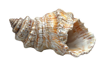 Top view of a conch shell isolated on a clipped PNG transparent background