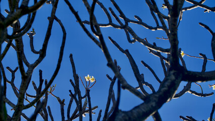 Plumeria flower plant under blue sky