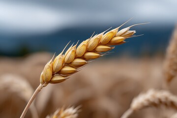 Close up of a single golden wheat ear symbolizing the autumn harvest in a rural farm field.