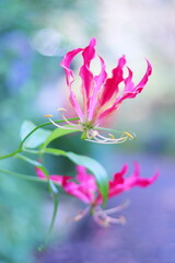 Fototapeta premium 情熱的で炎のような赤いグロリオサリリーの花