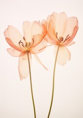 Real Pressed tulip flowers blossom petal plant.