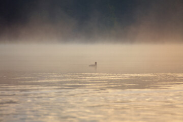 A single bird glides silently over the misty lake in the morning light.