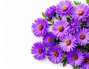 Vibrant purple aster flowers on white background