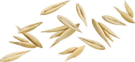 Falling oat seeds isolated on white background