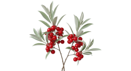 Realistic red berries and green leaves on branches isolated on transparent background