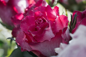 Macro shot of a pink rose in full bloom, vibrant colors, fine textures.