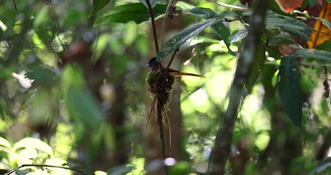 The delicate nest, woven with natural fibers, provides a safe haven for the Asian Paradise Flycatcher in Sabah, Malaysia
