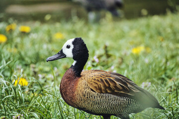 Duck with white face and dark neck stands on flowering meadow, harmonious nature