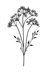 Wild dill flower illustration minimalist design.