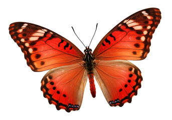 Isolated Vibrant Orange and Red Butterfly with Spotted Wings © James