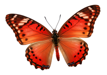 Isolated Vibrant Orange and Red Butterfly with Spotted Wings