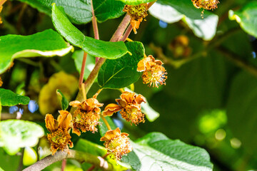 Actinidia deliciosa pertenece a la familia Actinidiaceae.