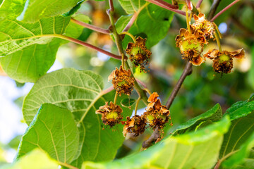 Actinidia deliciosa pertenece a la familia Actinidiaceae.