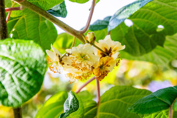 Actinidia deliciosa pertenece a la familia Actinidiaceae.