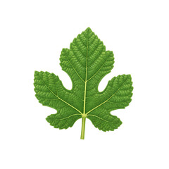 Fototapeta premium Green fig leaf with realistic texture for herbal botanical art Isolated Transparent PNG Image