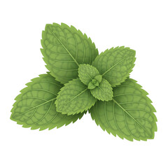 Green mint leaves with natural texture for herbal culinary use Isolated Transparent PNG Image