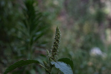 Close up of green amaranth plant with spiky flowering inflorescence and broad leaves in natural light