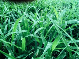 Green vetiver leaves background or texture