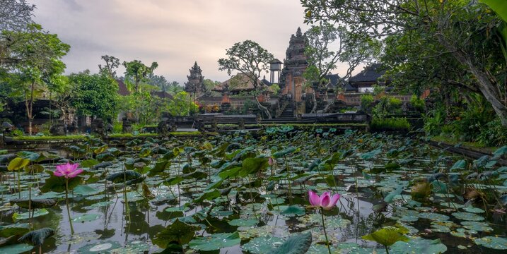 A pink lotus flower blooms in a pond at the sacred Pura Taman Kemuda Saraswati Temple in Ubud, Bali, Indonesia. The temple is a popular tourist destination.