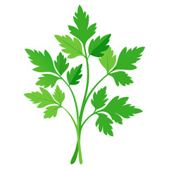 Naklejka premium A green parsley sprig with deeply serrated leaves and multiple branches, commonly used as a culinary herb and garnish.