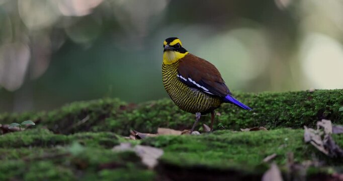 Bornean Banded Pitta (Pitta schwaneri) in its lush rainforest habitat and making it a true jewel of the Bornean rainforests.