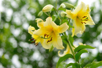 Fototapeta premium Yellow lily in garden.