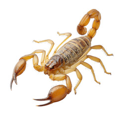 Breathtaking Macro Shot of a Scorpion with Transparent Background